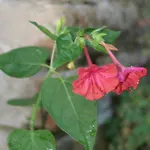 La Casa Dei Nonni