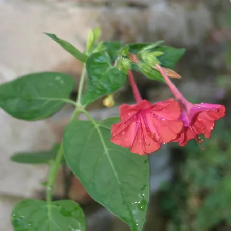 La Casa Dei Nonni